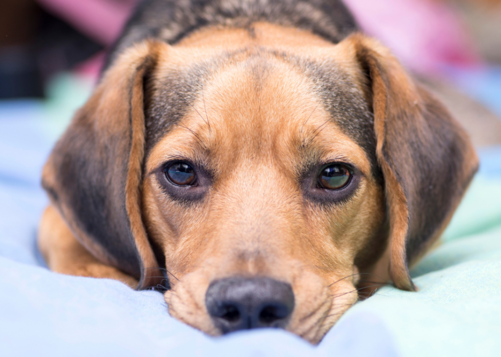30 foods that are poisonous to dogs